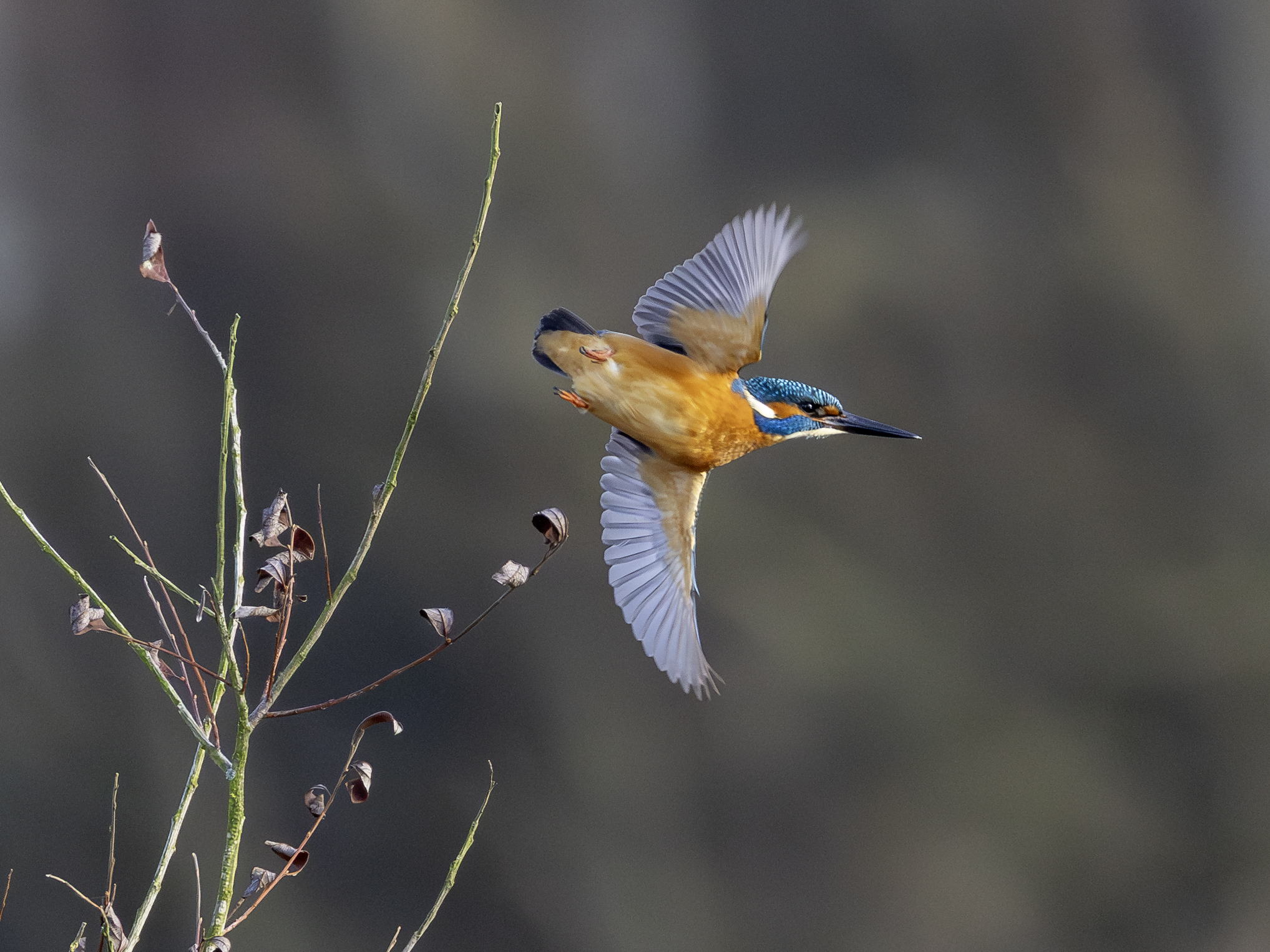 eisvogel11.dezember-2025-23-verbessert-rr