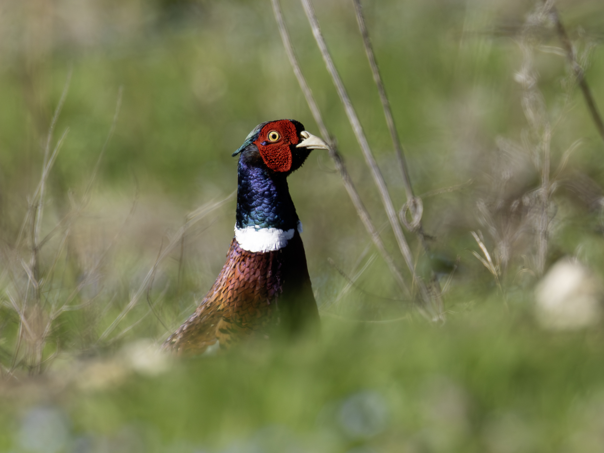 fasan-24.februar-2026-1-verbessert-rr