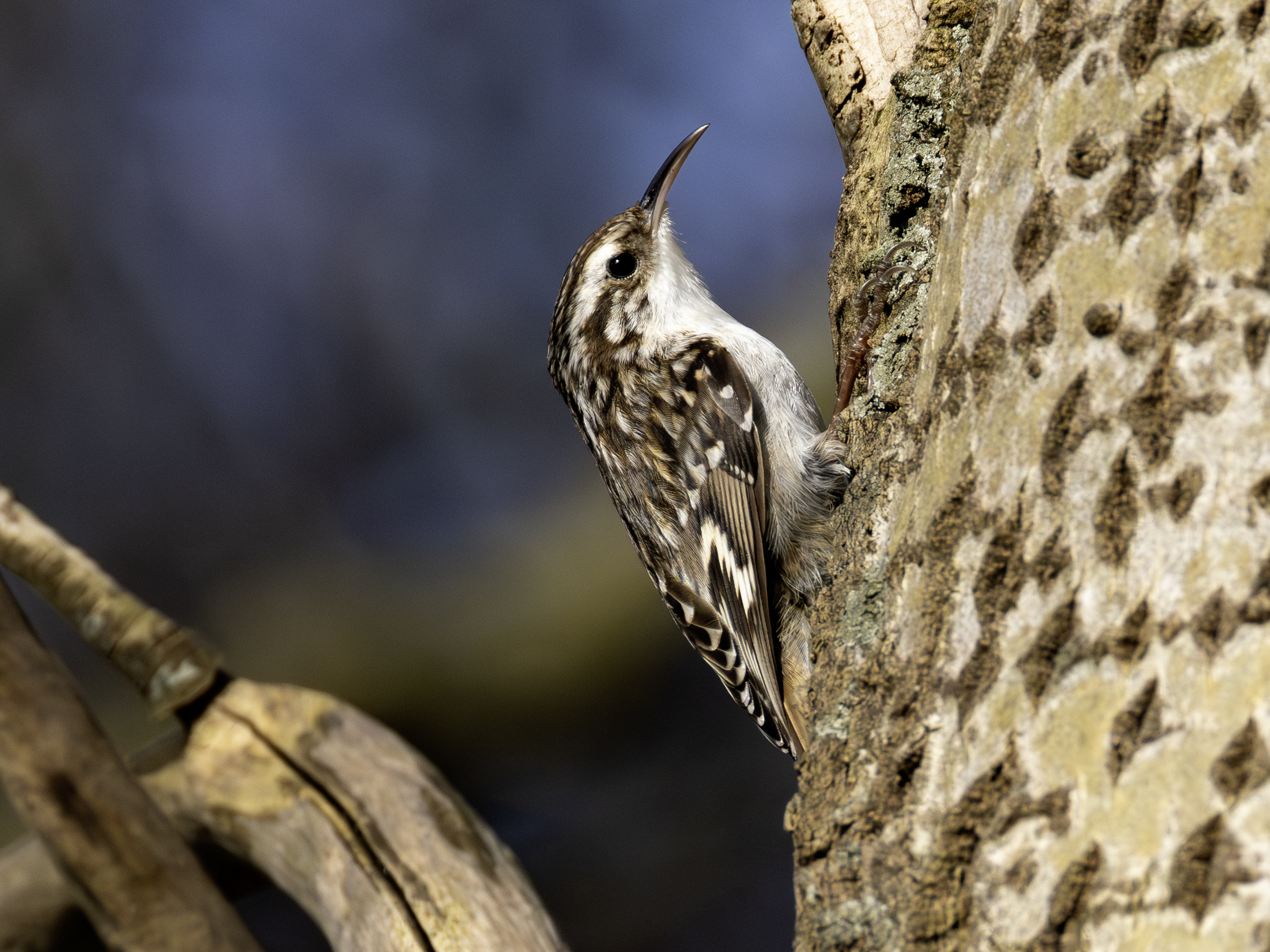 gartenbaumlaeufer-08.maerz-2026-2-verbessert-rr
