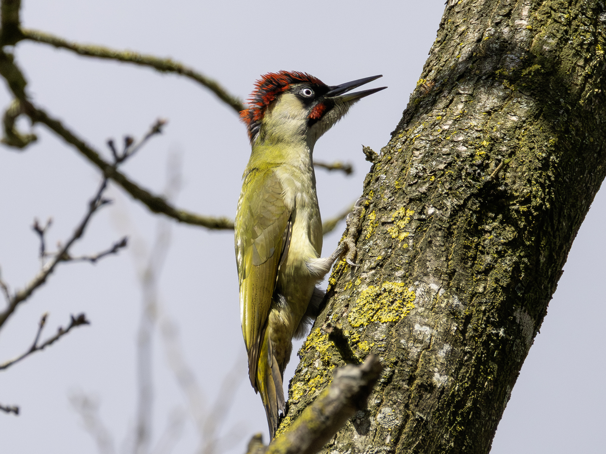 gruenspecht-16.april-2026-4-verbessert-rr