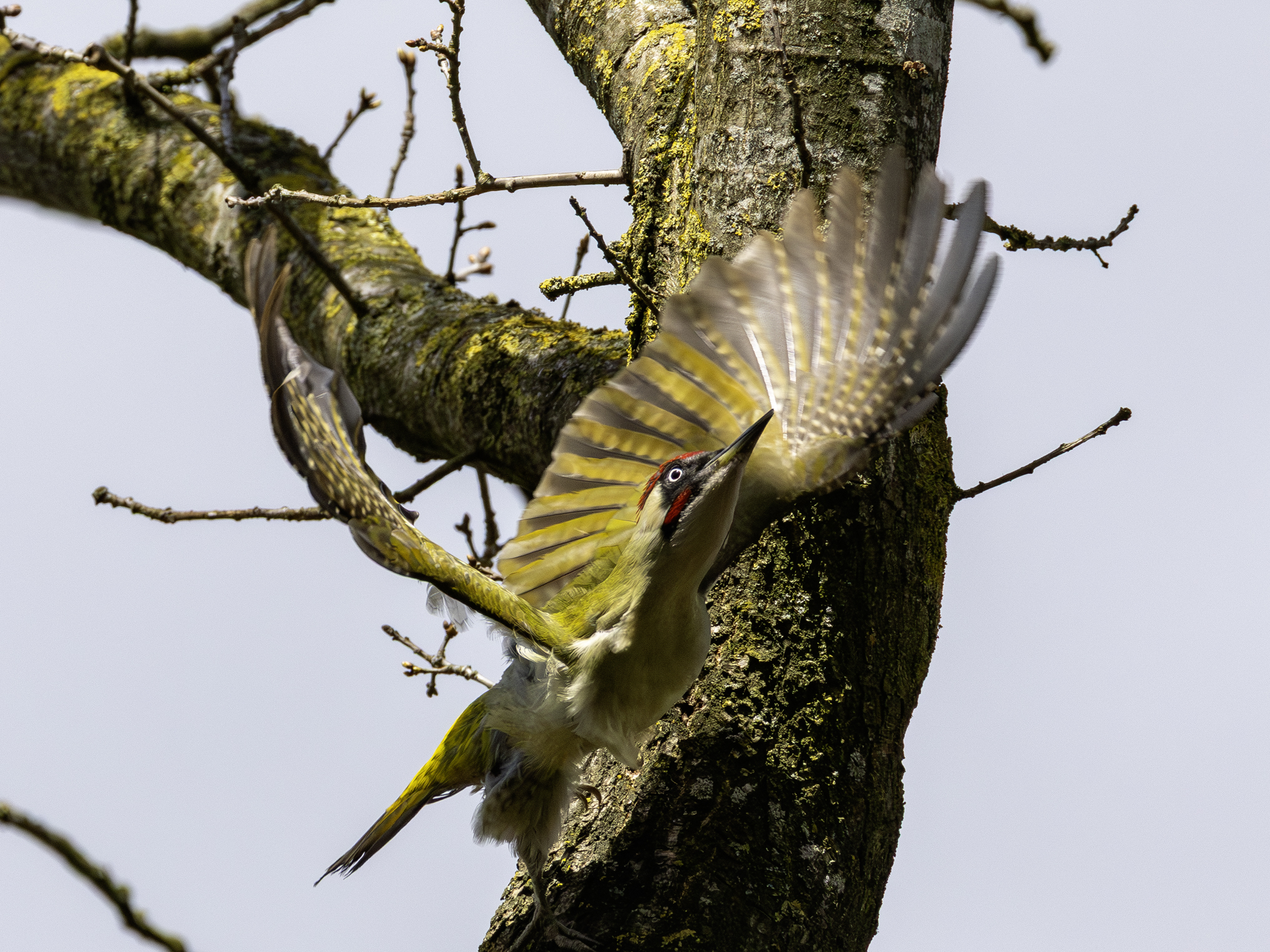 gruenspecht-16.april-2026-6-verbessert-rr