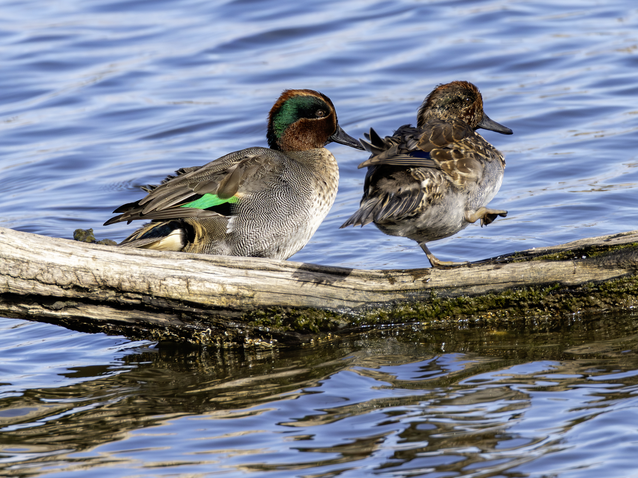 krickenten30.oktober-2025-1-verbessert-rr