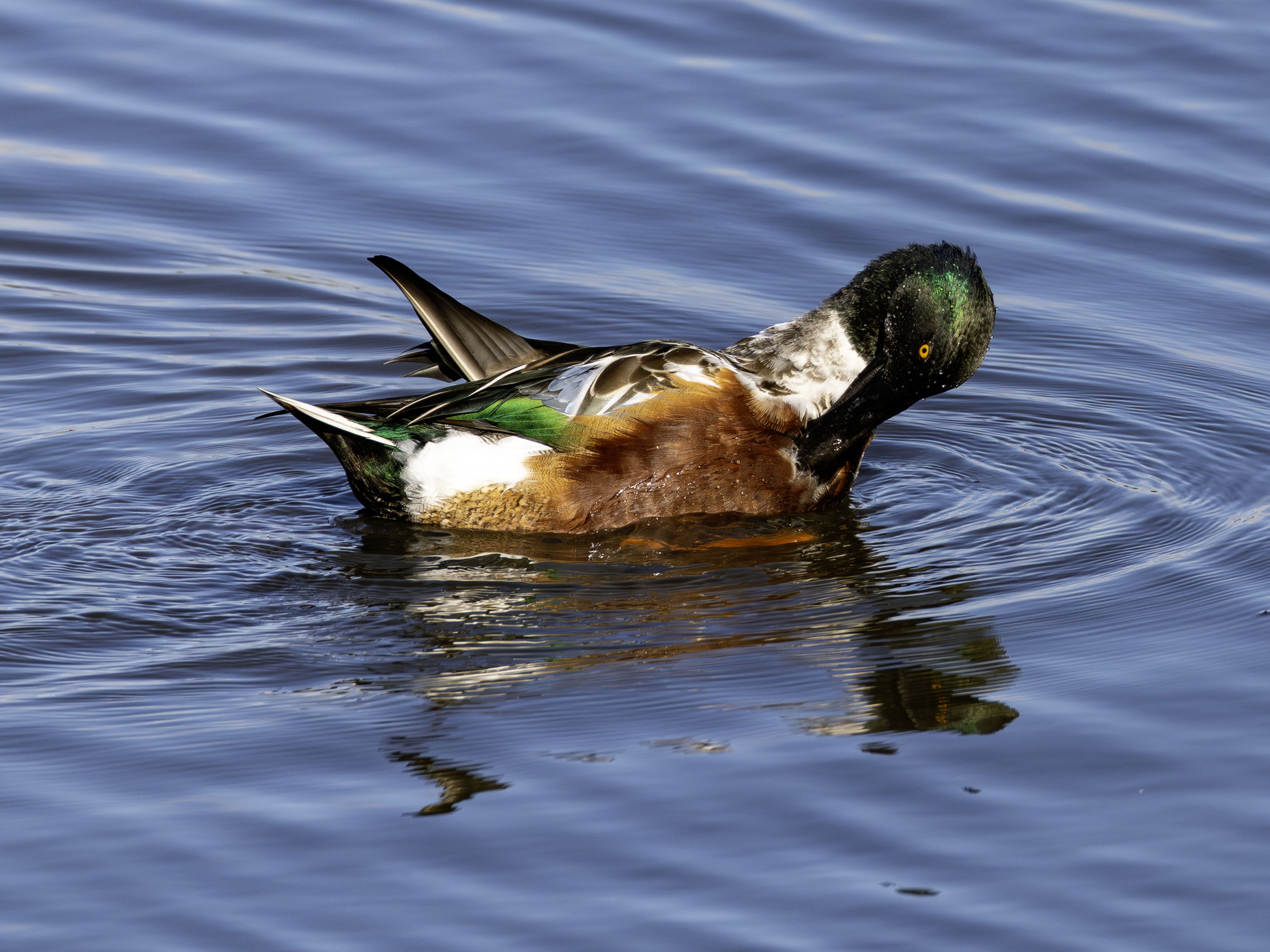 loeffelente30.oktober-2025-2-verbessert-rr