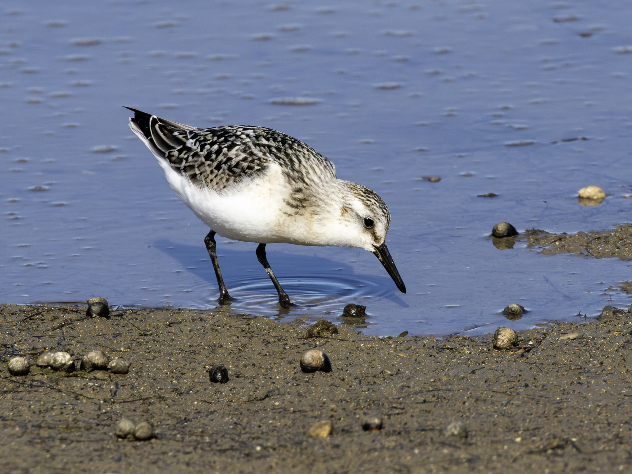 sanderling02.oktober-2025-4-verbessert-rr
