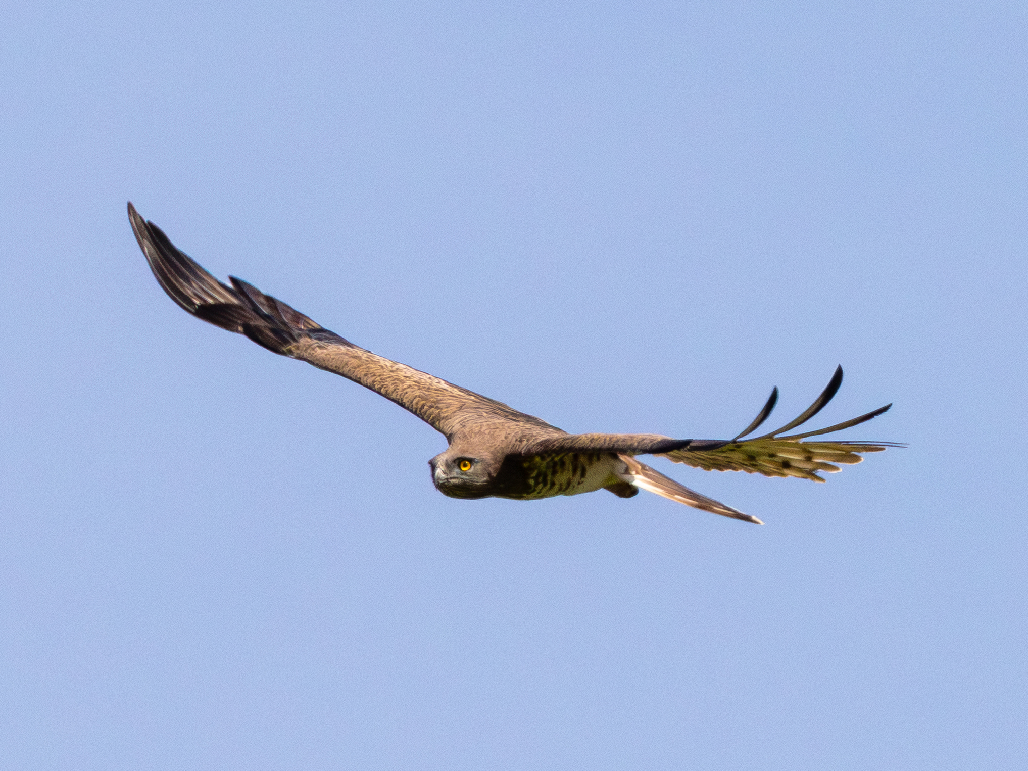 schlangenadler24.juni-2025-15-verbessert-rr
