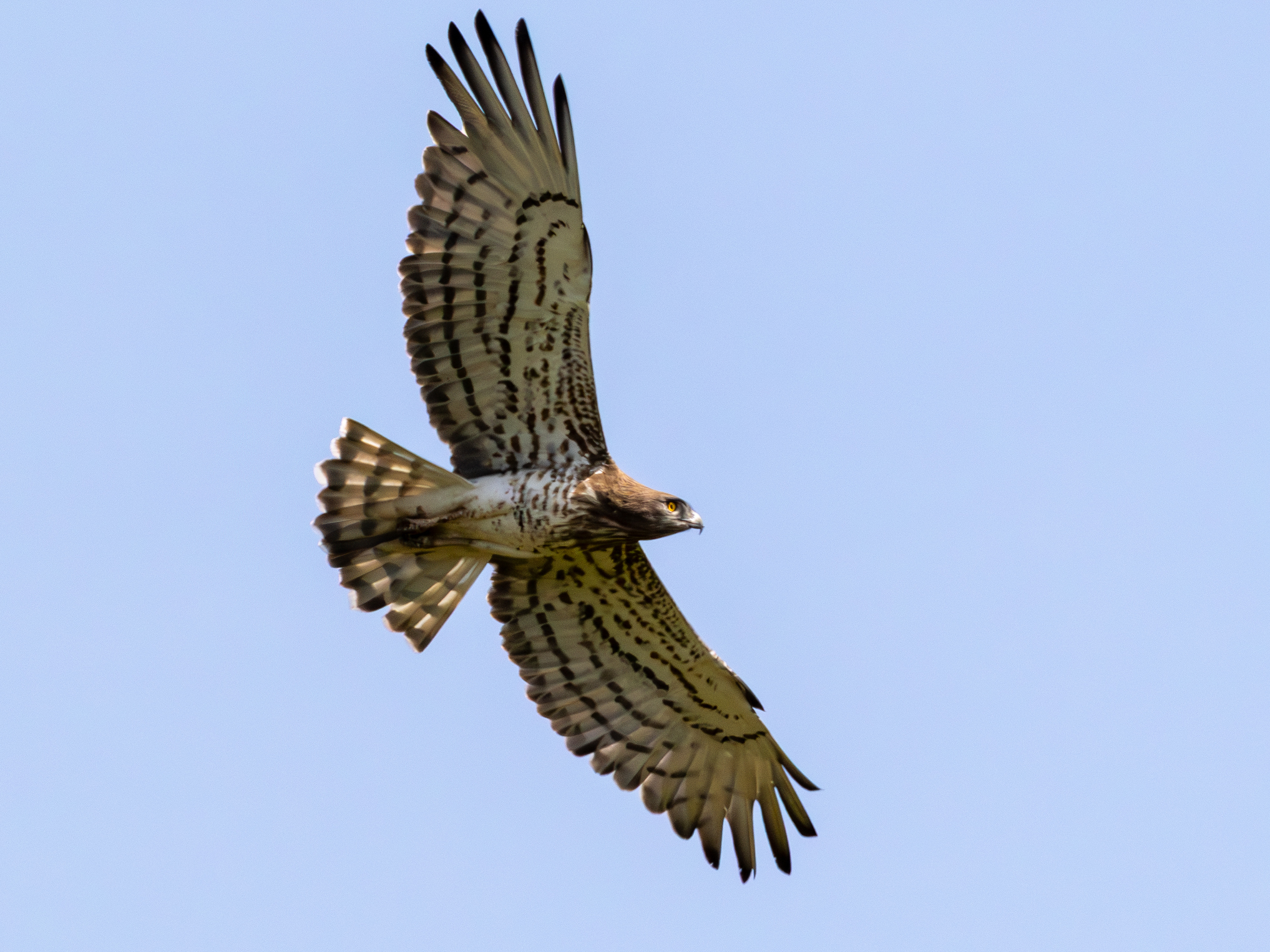 schlangenadler24.juni-2025-17-verbessert-rr