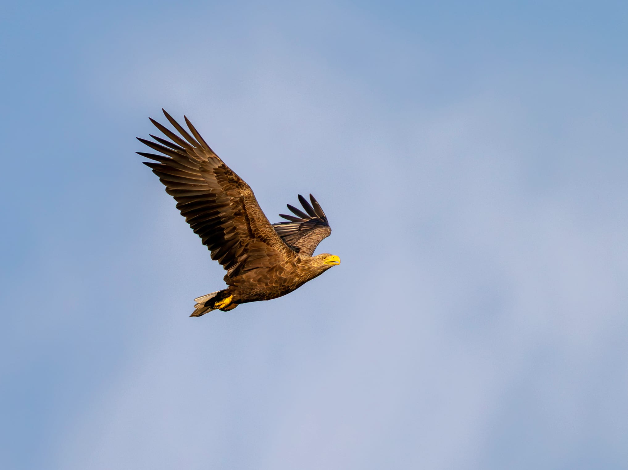 seeadler-03.august-2026-2-verbessert-rr