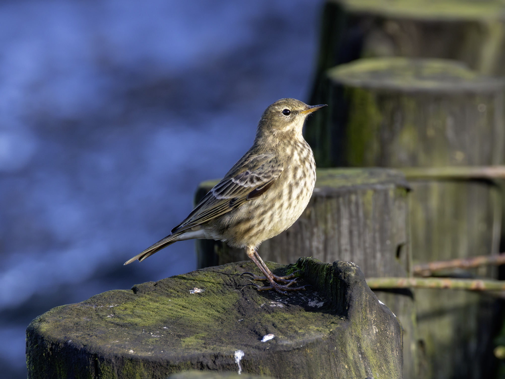 strandpieper-16.dezember-2025-4-verbessert-rr