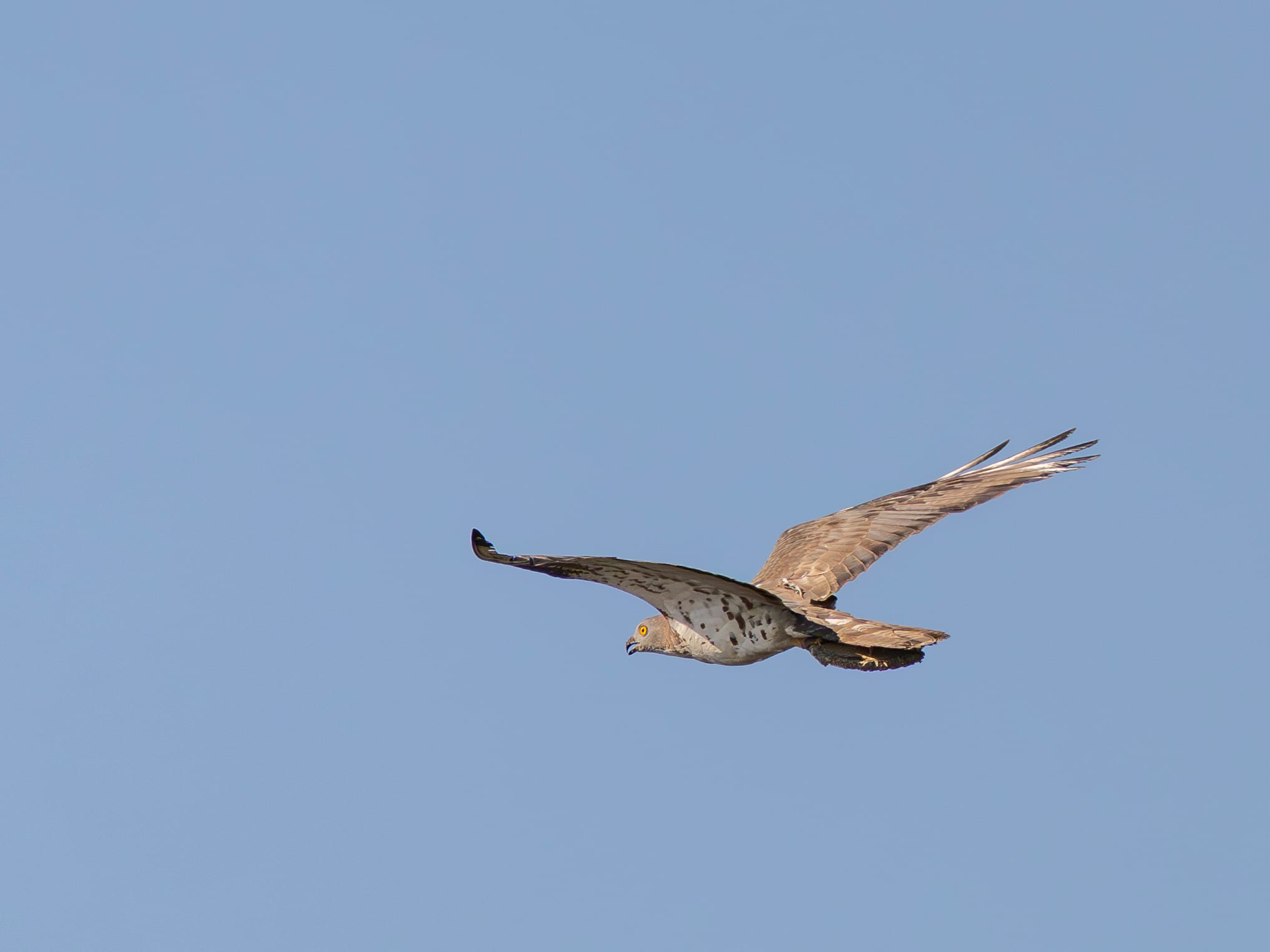 wespenbussard-08.august-2026-5-verbessert-rr