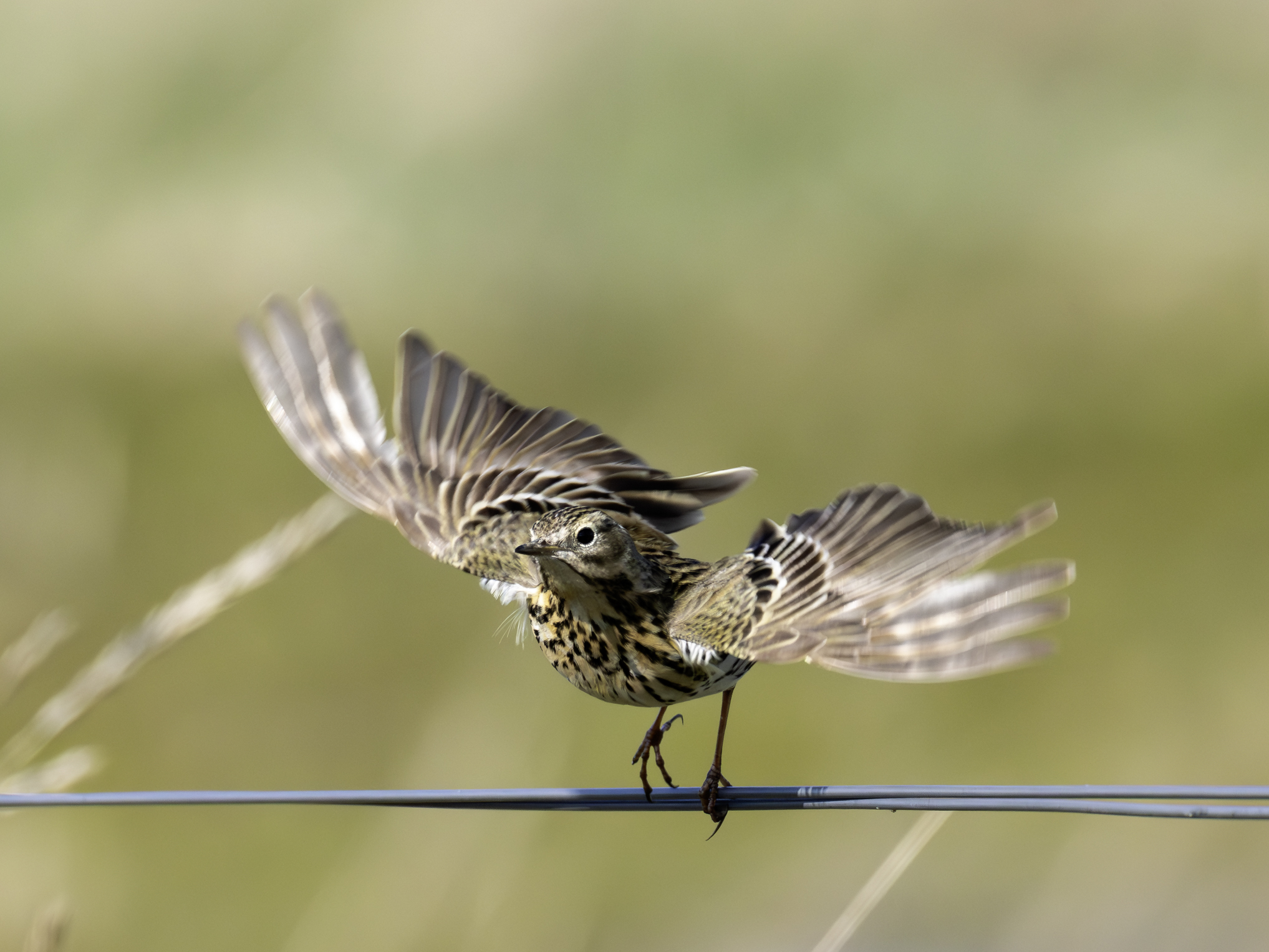 wiesenpieper-19.maerz-2026-4-verbessert-rr