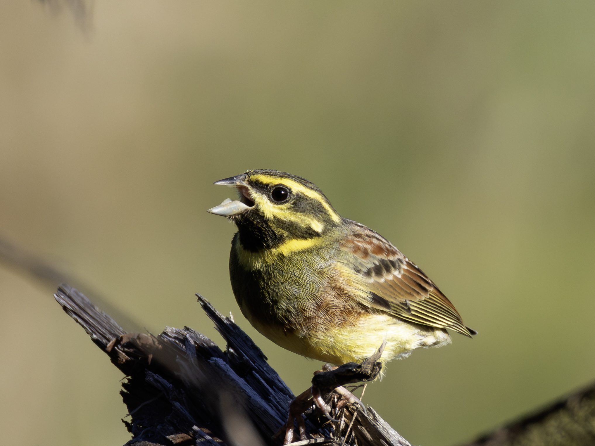 zaunammer-07.februar-2026-2-verbessert-rr