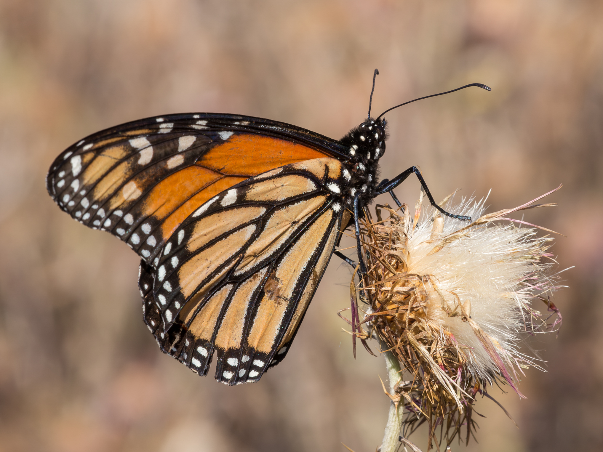 monarch-1