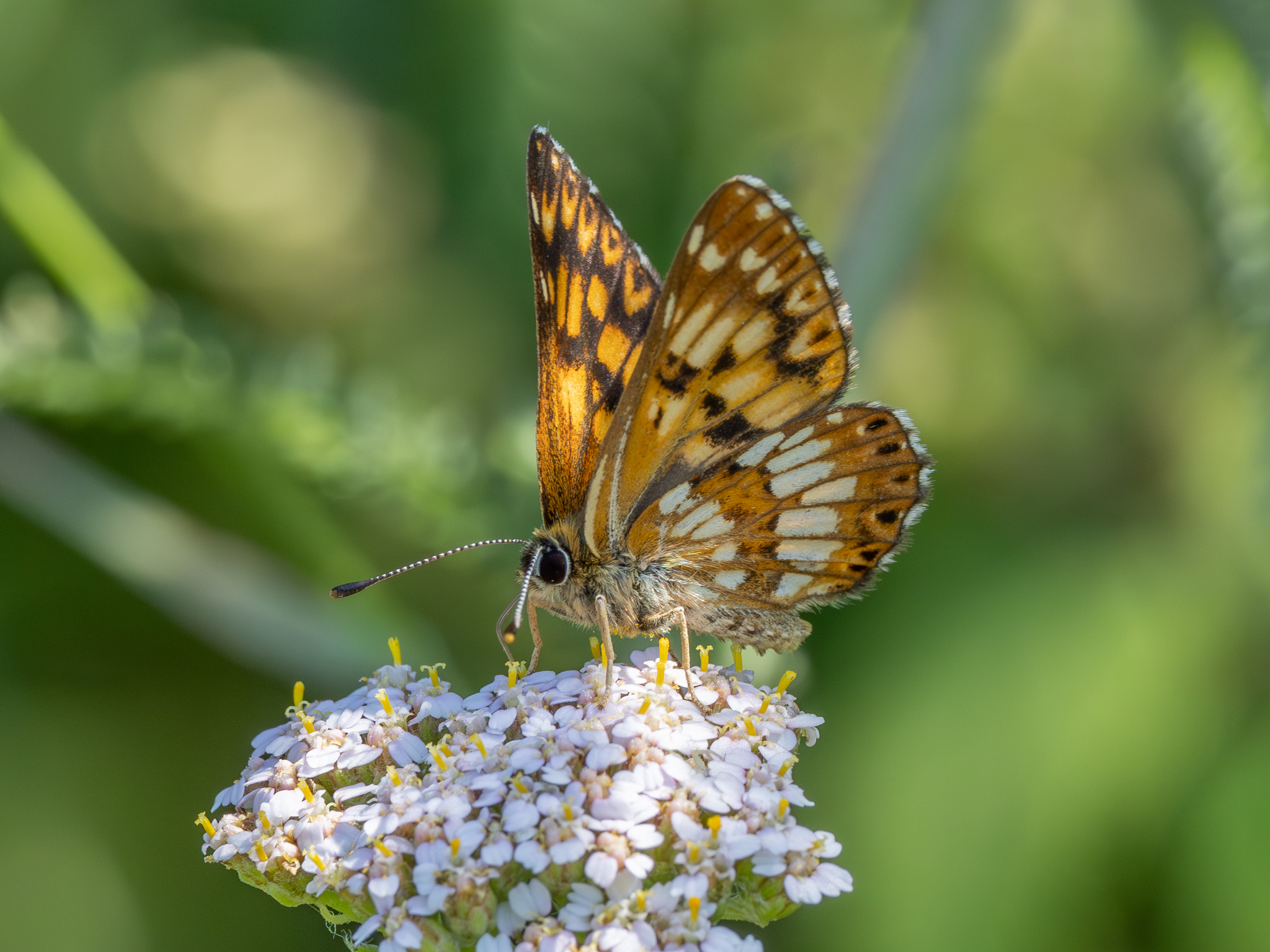 schluesselblumen-wuerfelfalter-18.juli-2024-2-verbessert-rr