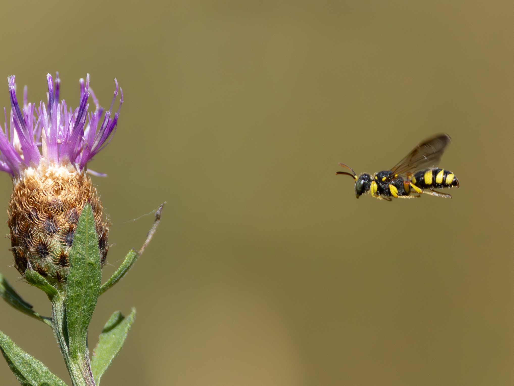 bienenjagende-knotenwespe27.juni-2025-1-verbessert-rr