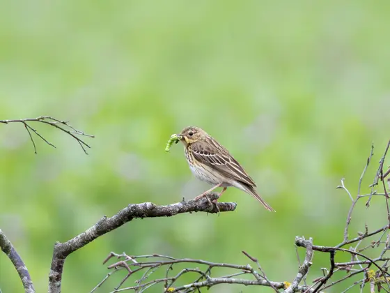 Baumpieper mit Beute