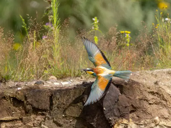 Bienenfresser mit Mosaikjungfer