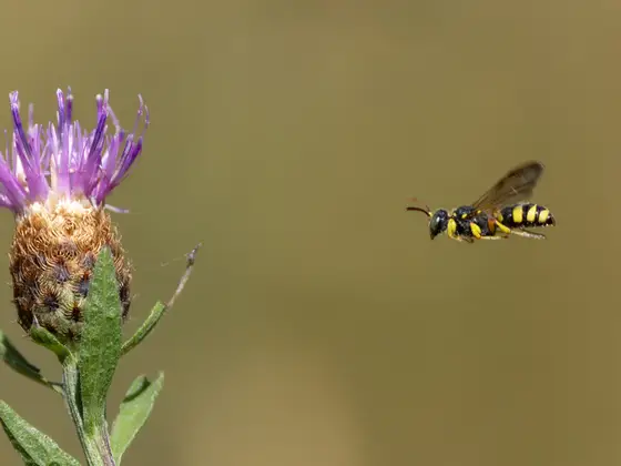 Bienenjagende Knotenwespe