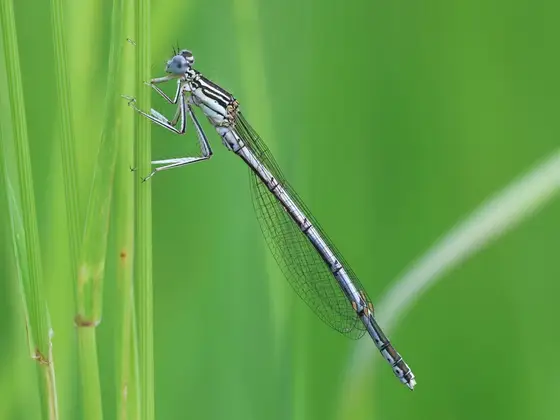 Blaue Federlibelle