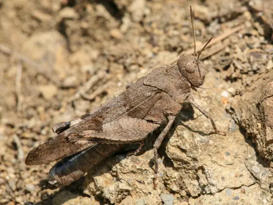 Blauflügelige Ödlandschrecke