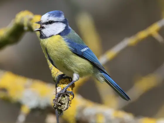 Blaumeise