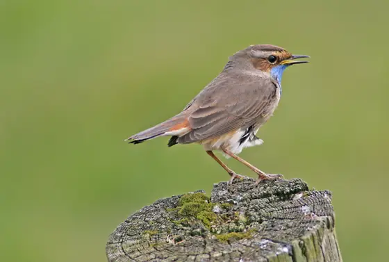 Blaukehlchen