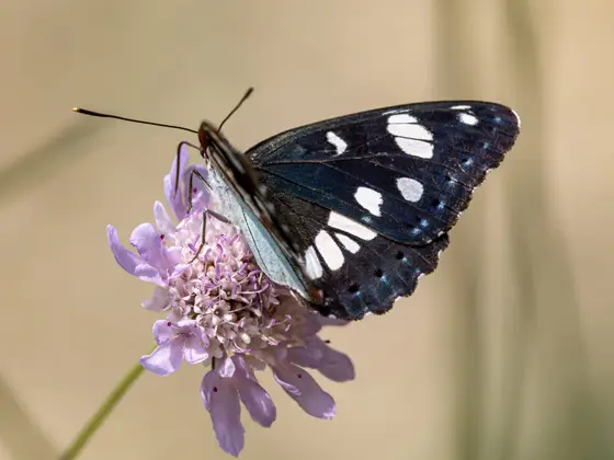 Blauschwarzer Eisvogel