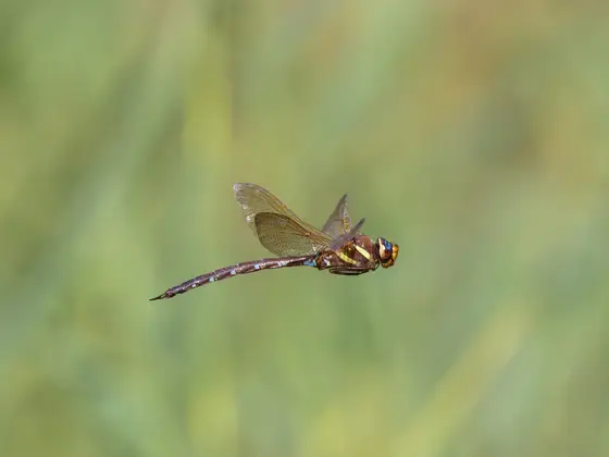 Braune Mosaikjungfer