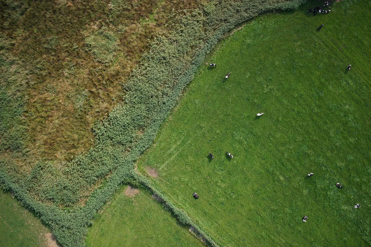 Luftbild Driefeler Wiesen