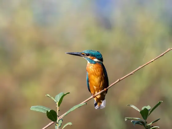 Eisvogel