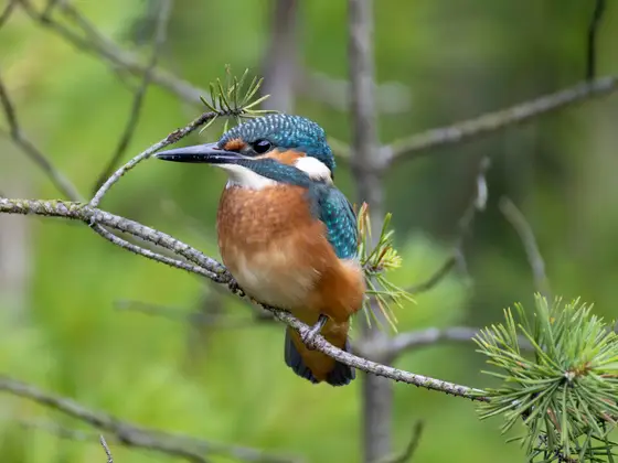 Eisvogel