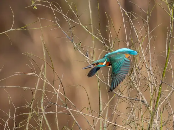 Eisvogel