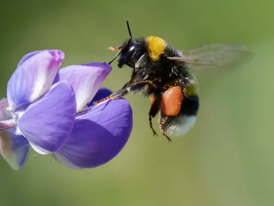 Erdhummel an Lupinenblüte