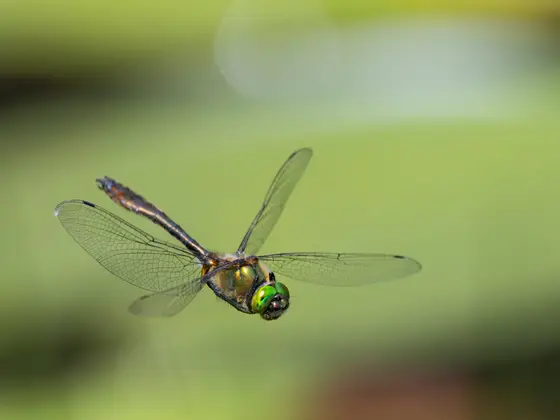 Falkenlibelle