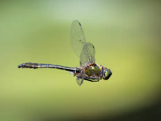 Falkenlibelle