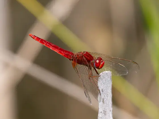 Feuerlibelle