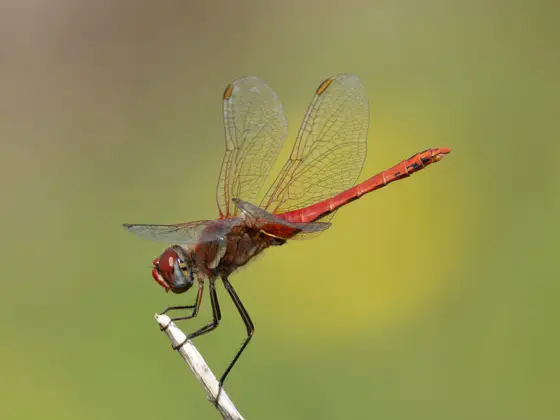 Frühe Heidelibelle