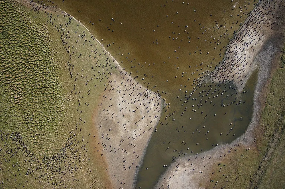 Weißwangengänse im Dangaster Polder