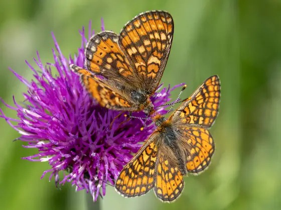 Goldener Scheckenfalter