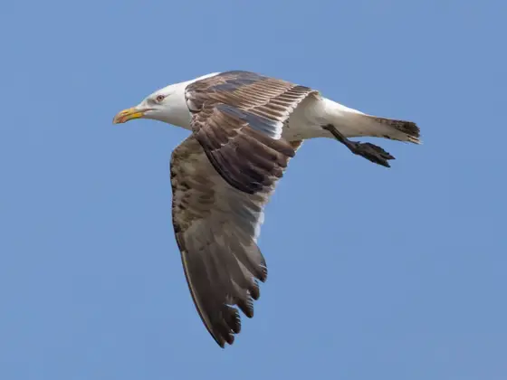 Heringsmöwe