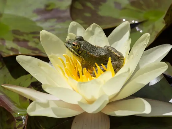 Iberischer Wasserfrosch