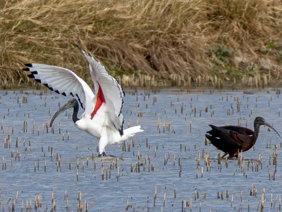 Ibis