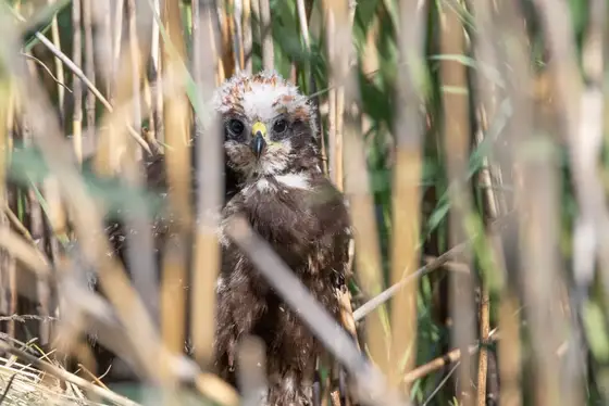 Junge Rohrweihe im Nest
