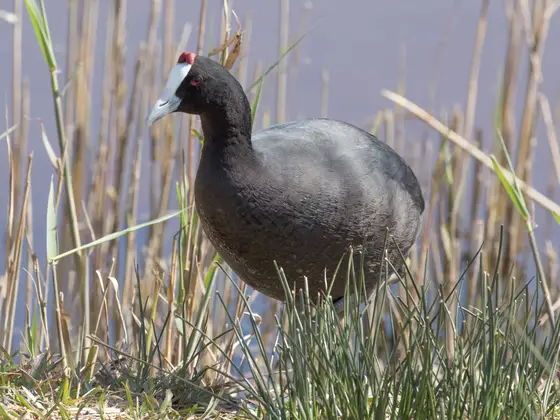 Kammbläßhuhn