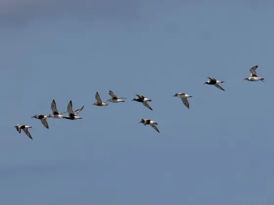 Kampfläufer
