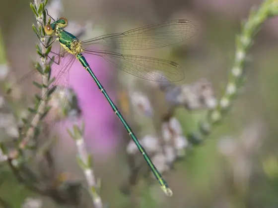 Kleine Binsenjungfer