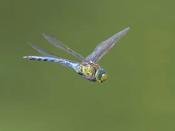 Große Königslibelle im Flug