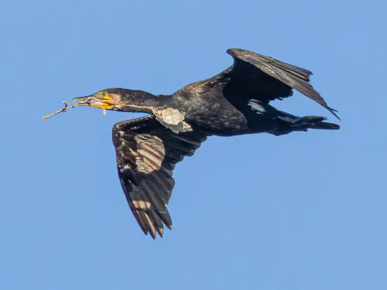 Kormoran mit Nistmaterial