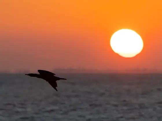 Kormoran