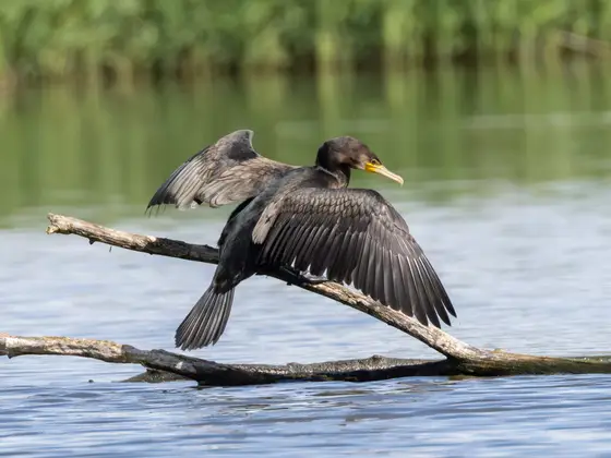 Kormoran