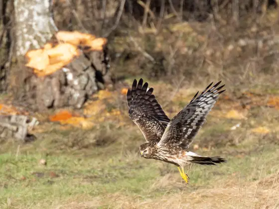 Weibliche Kornweihe auf der Jagd